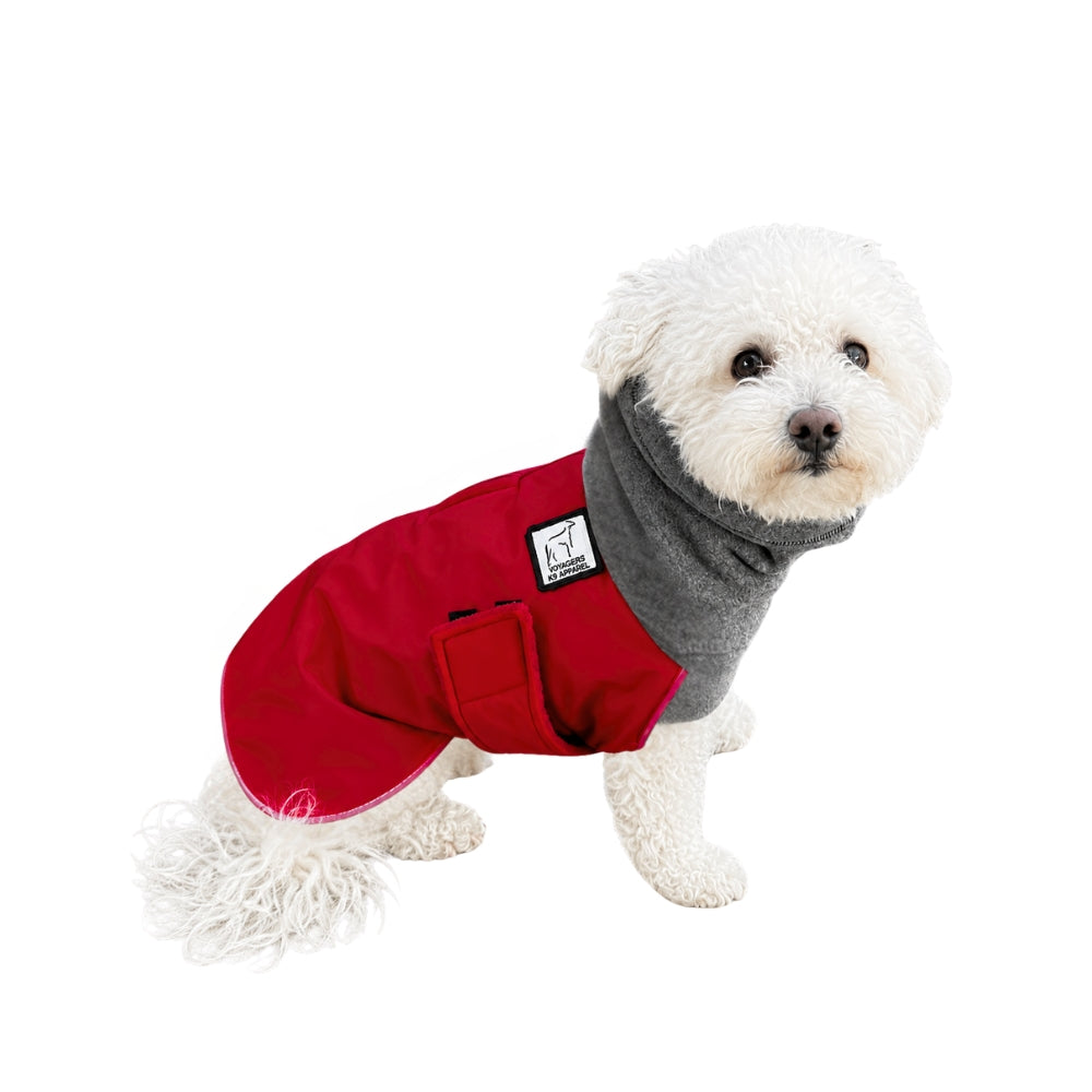 Miniature Poodle Winter Coat