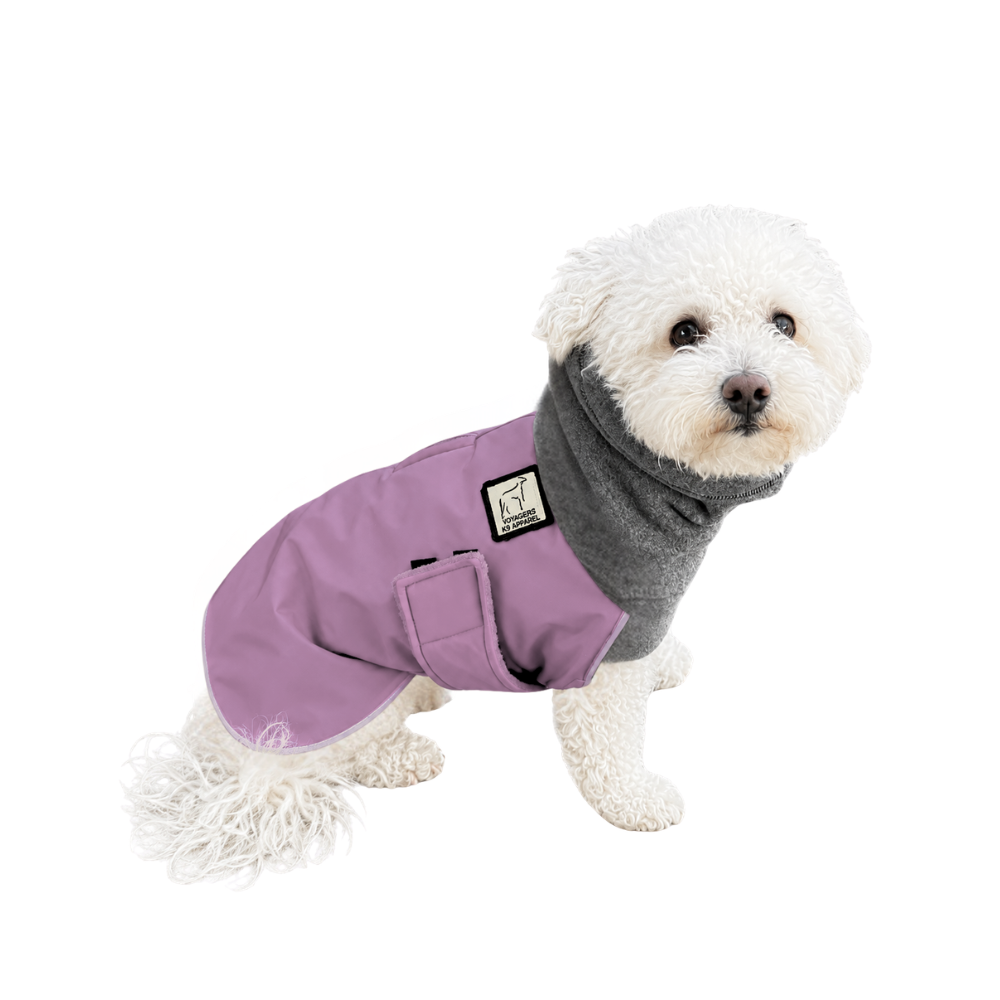 Miniature Poodle Winter Coat