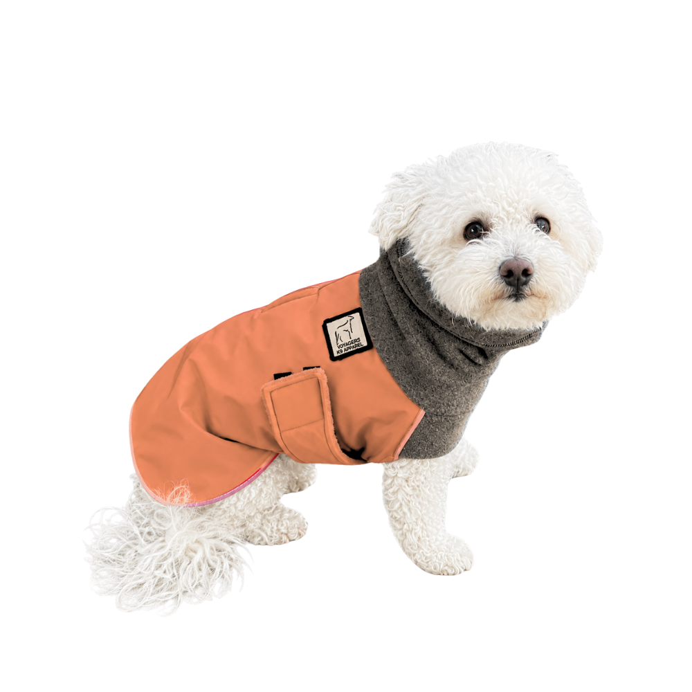 Miniature Poodle Winter Coat