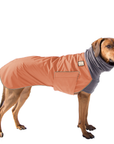 Rhodesian Ridgeback Winter Coat