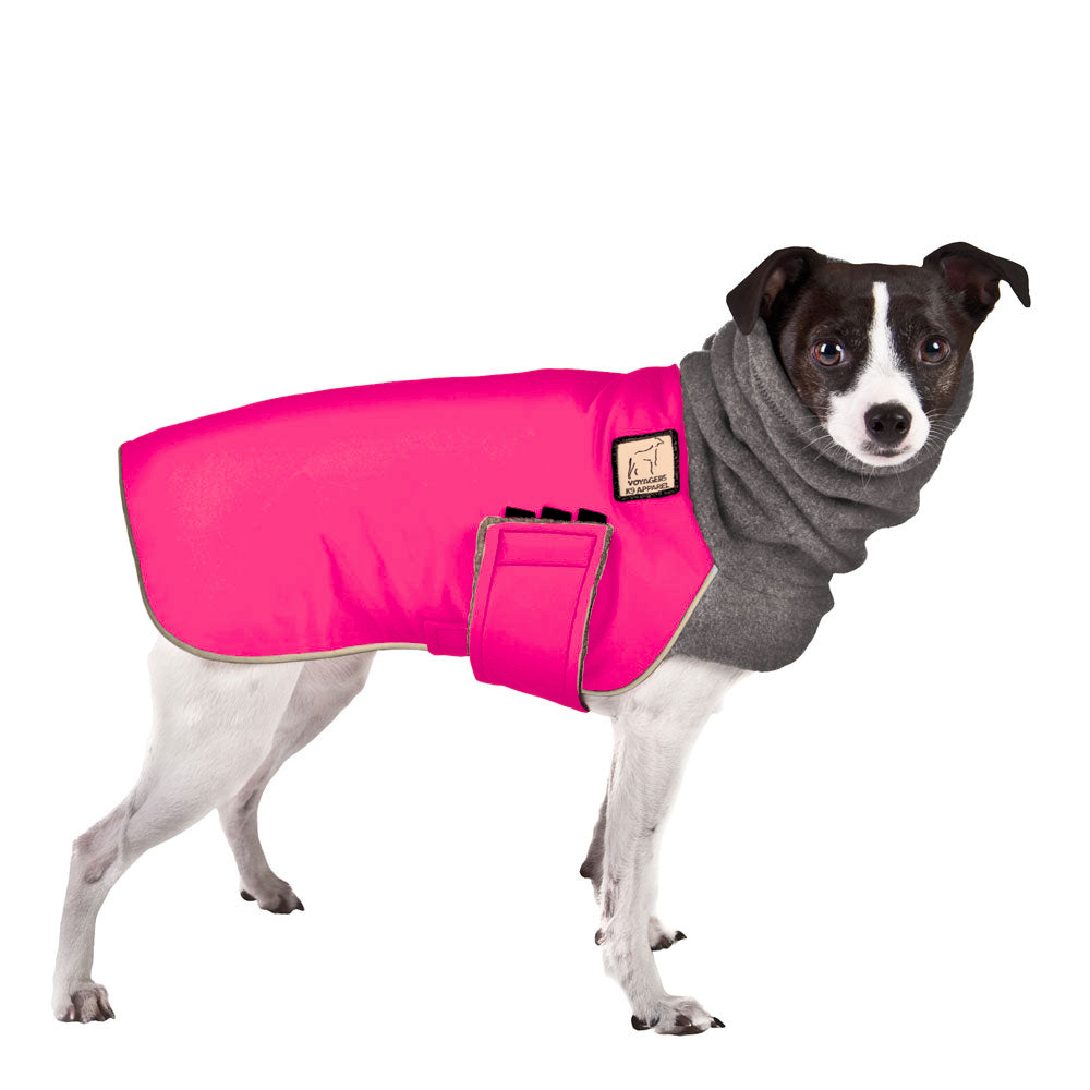 Rat Terrier Winter Coat
