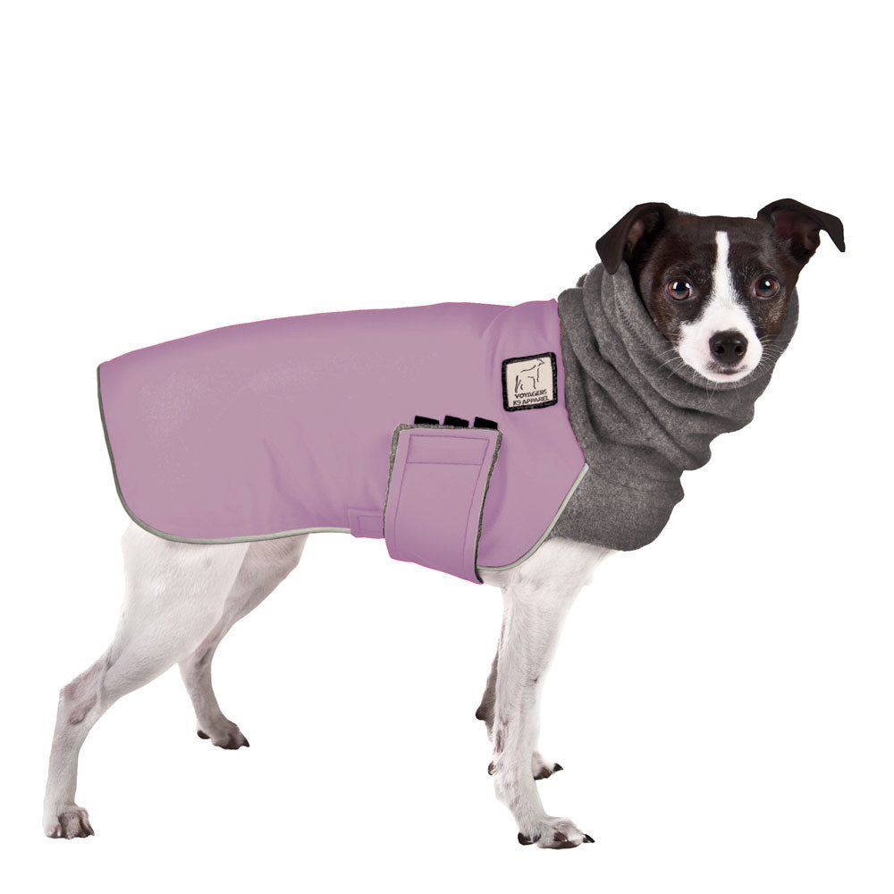 Rat Terrier Winter Coat