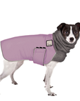 Rat Terrier Winter Coat