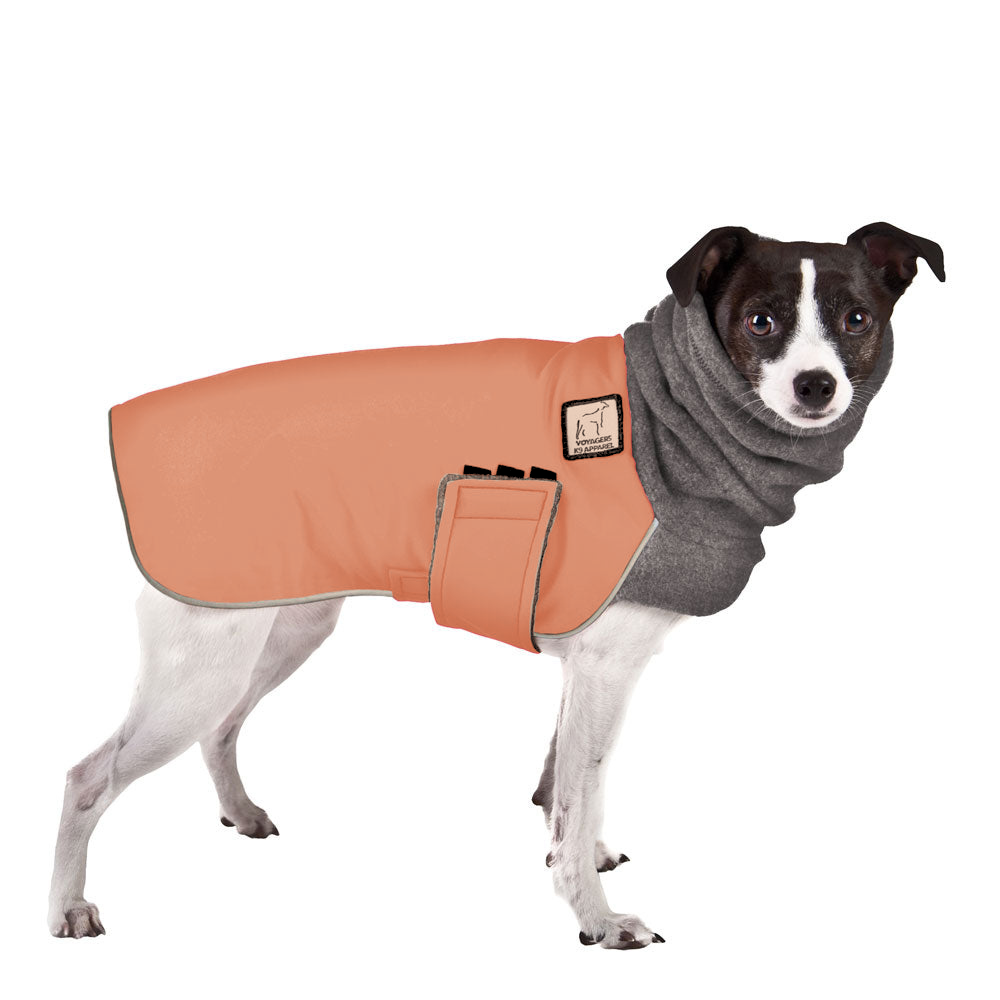 Rat Terrier Winter Coat