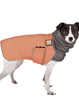 Rat Terrier Winter Coat
