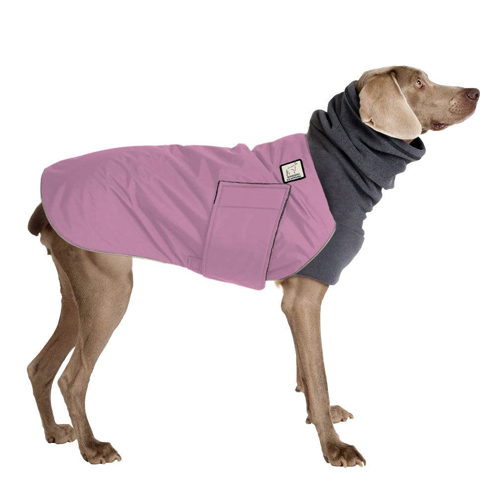 Weimaraner Winter Coat