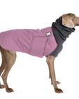 Weimaraner Winter Coat