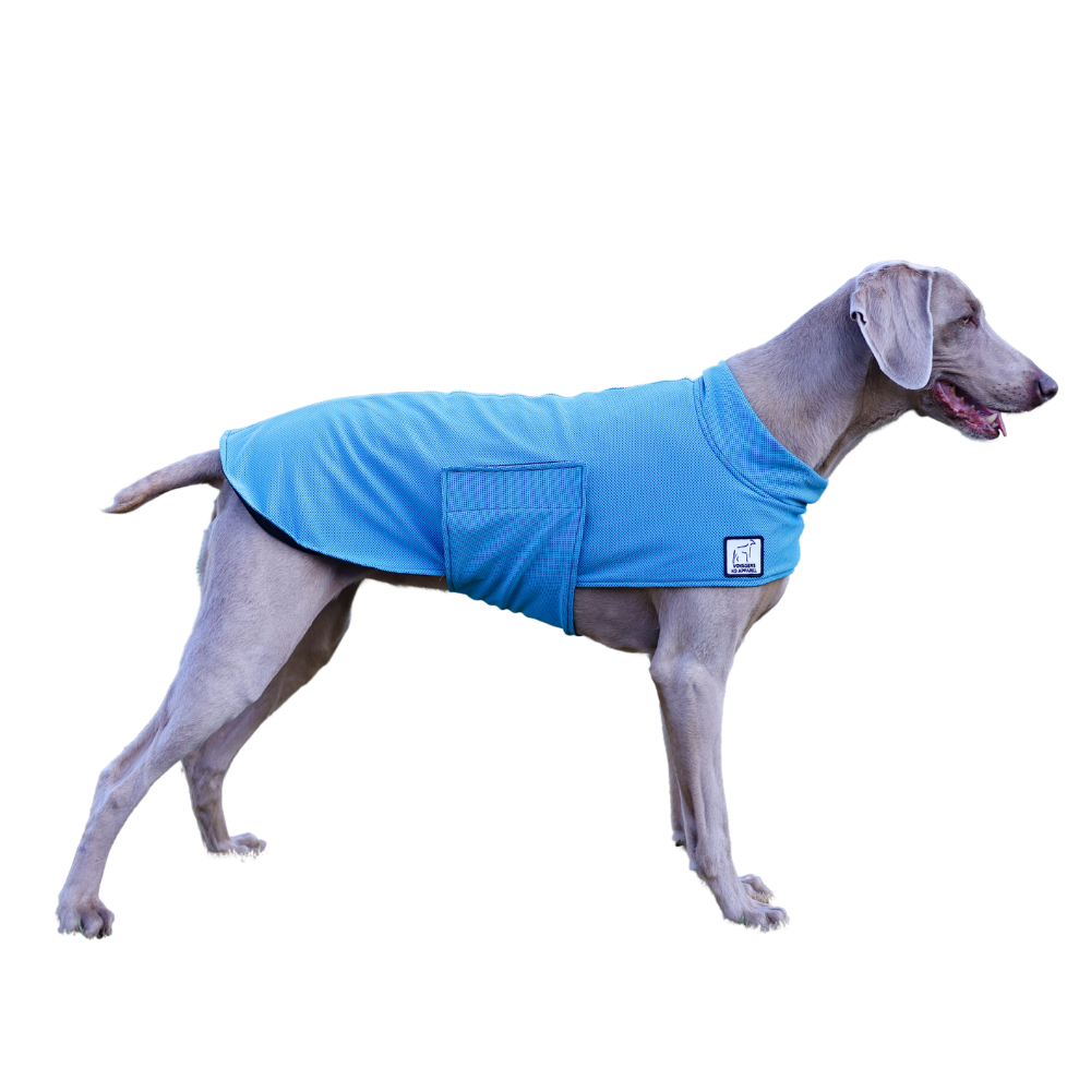 Weimaraner Cooling Coat