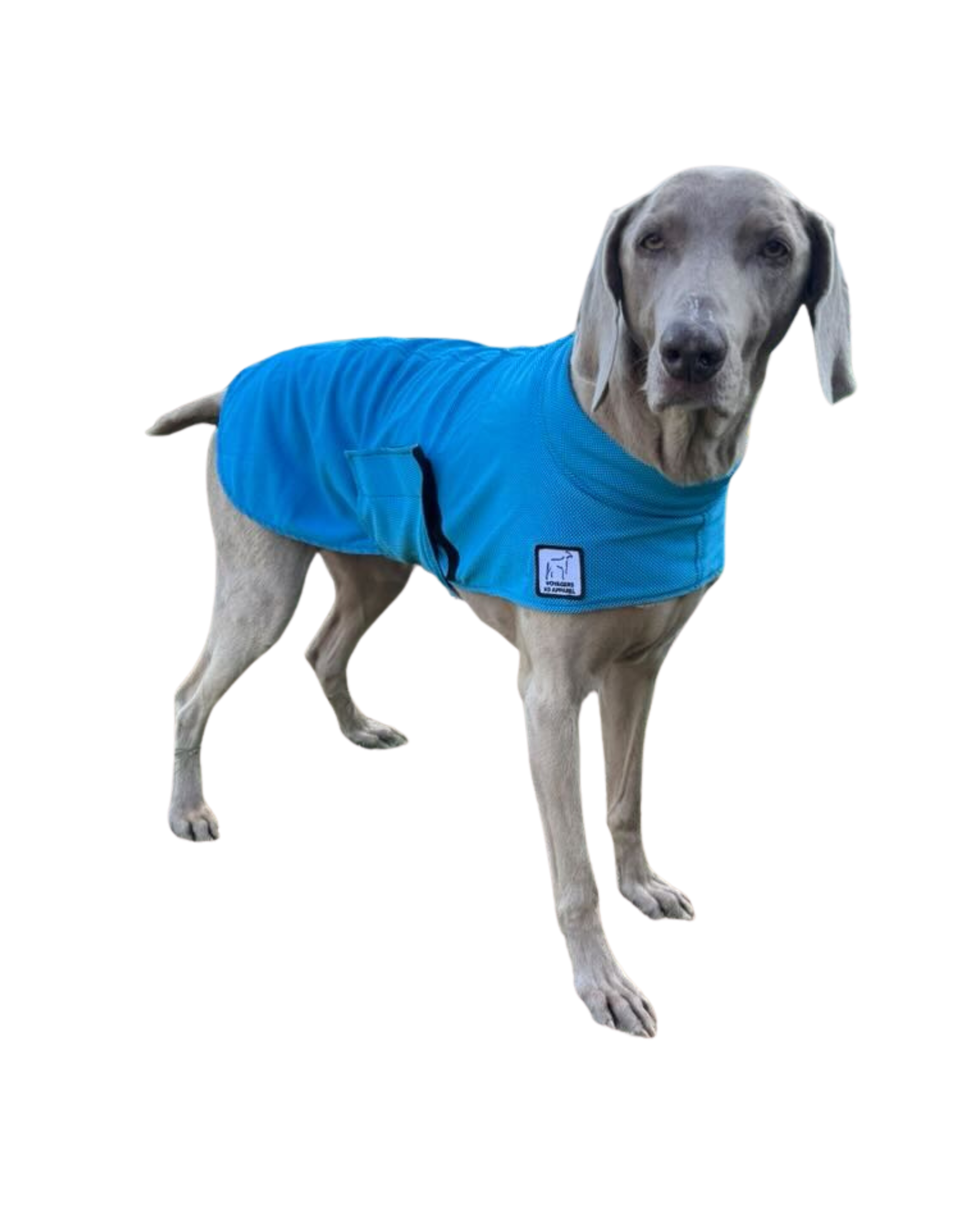 Weimaraner Cooling Coat