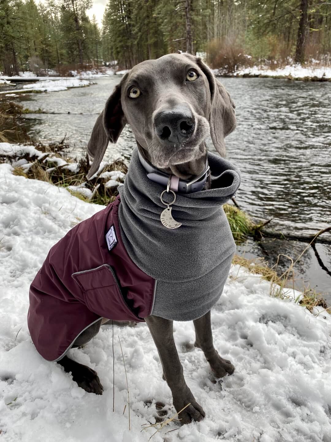 Dog snow clearance jacket