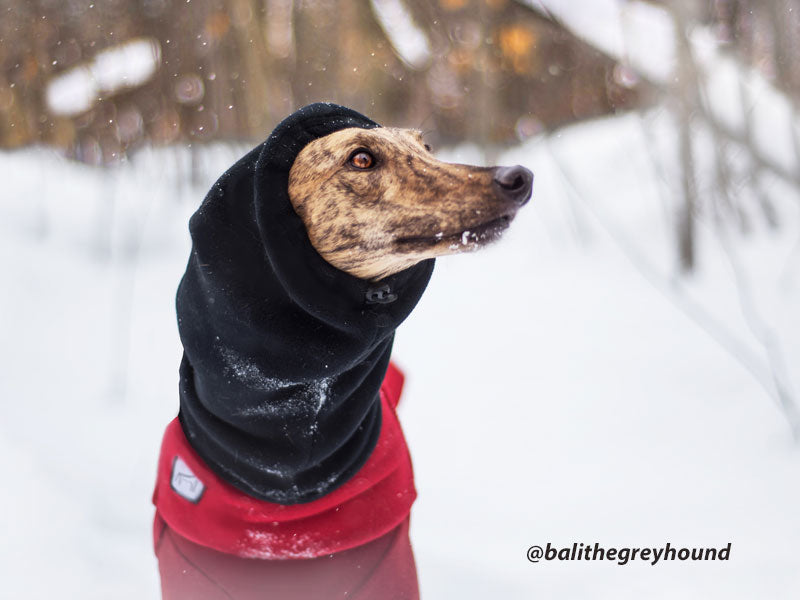 Adjustable hood keeps Greyhound's ears toasty warm on snowy day: Voyagers K9 Apparel Winter Gear