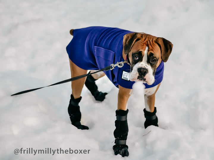 Voyagers K9 Apparel Boxer Tummy Warmer and Booties, Photo courtesy @frillymillytheboxer