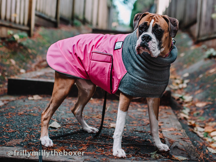 Voyagers K9 Apparel Boxer Winter Coat, Photo courtesy @frillymillytheboxer