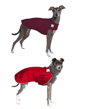 Italian Greyhound Rover Bundle