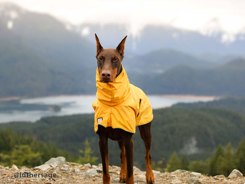 Doberman raincoat hot sale