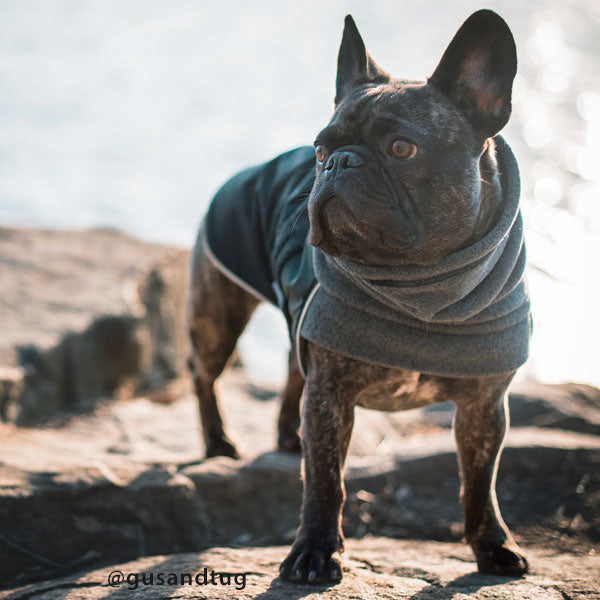 French Bulldog Coat Voyagers K9 Apparel