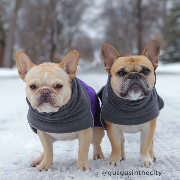 Best winter coats for french outlet bulldogs