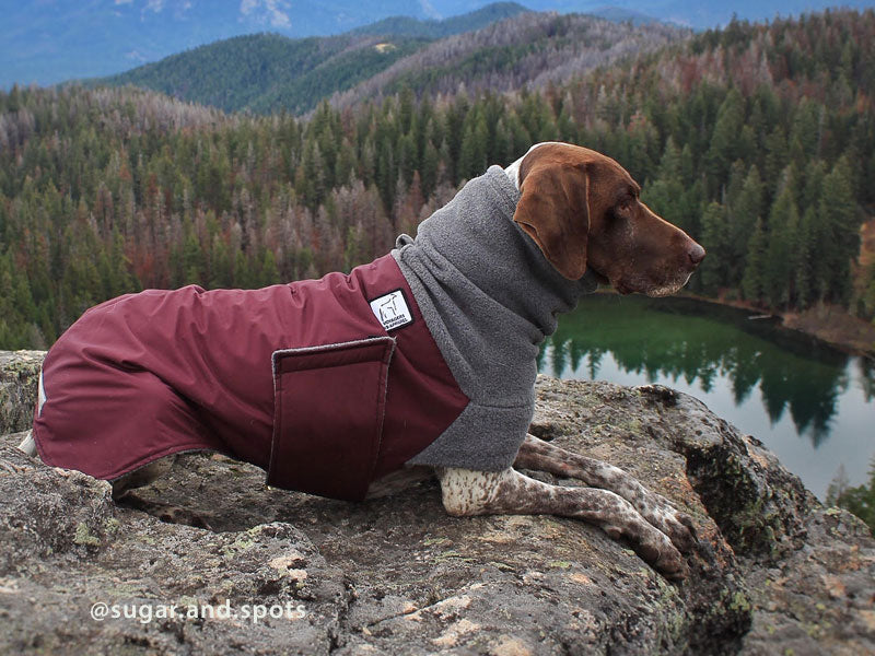 German shorthaired hot sale pointer winter coats