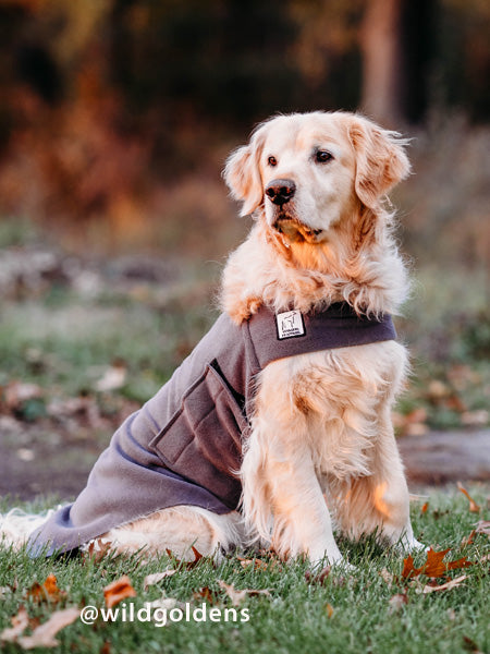 Dog coats outlet that cover belly