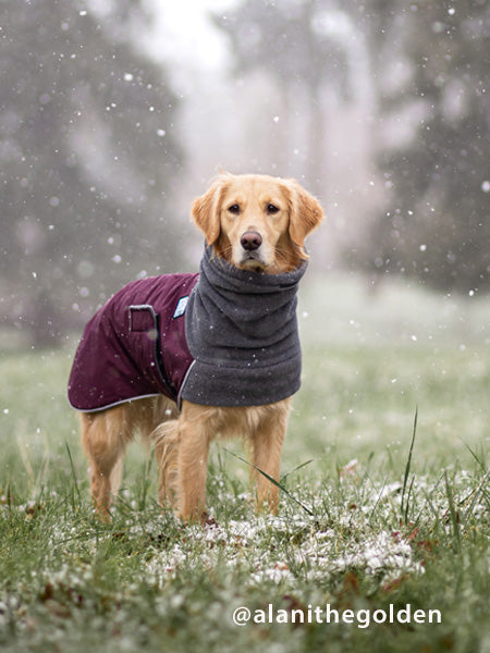 Golden retriever in clearance clothes