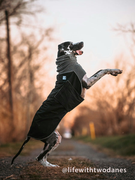 Great Dane Jacket Voyagers K9 Apparel