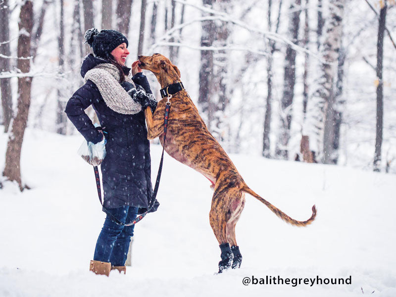 Great dane snow outlet boots