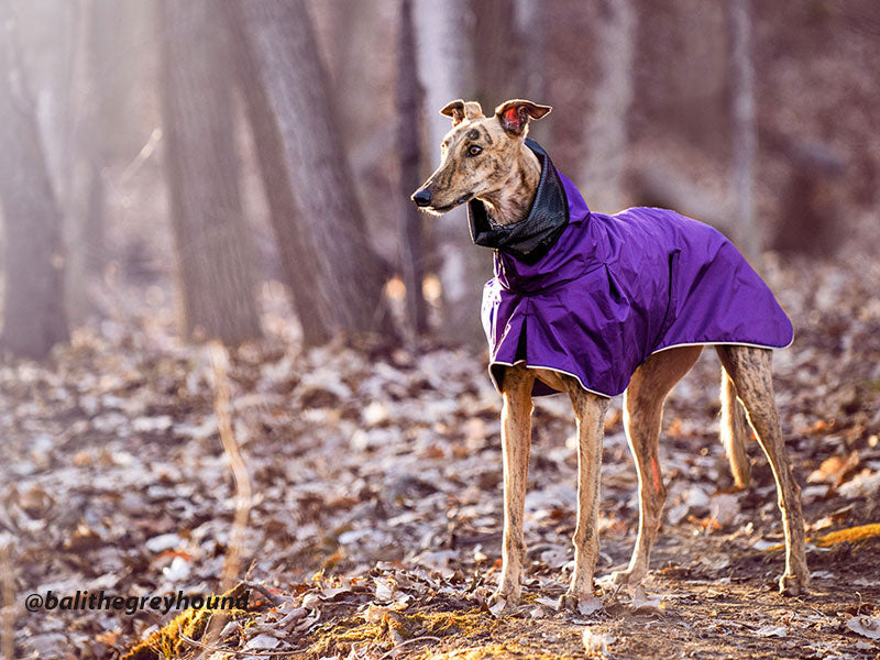 Personalised deals greyhound coats