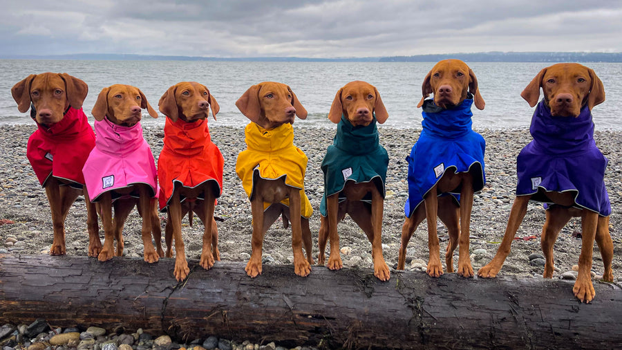 Gear up for rainy day comfort with breed-specific rain coats from Voyagers K9 Apparel. Photo courtesy @red_dog_mom