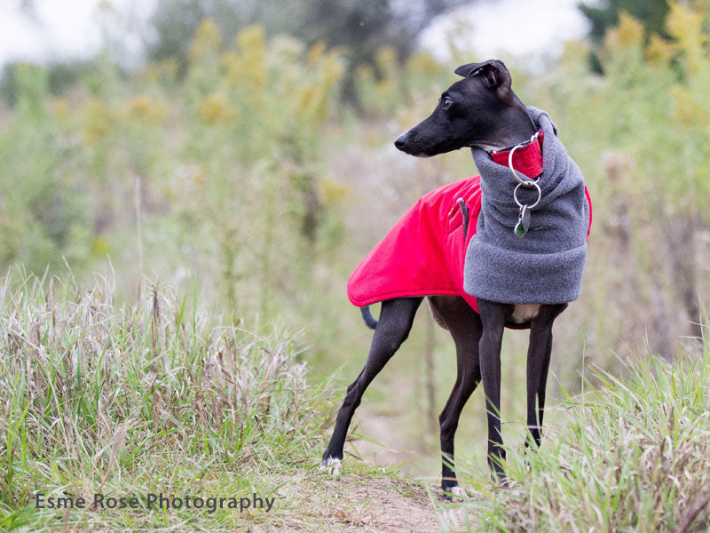 Italian greyhound outlet coats for winter