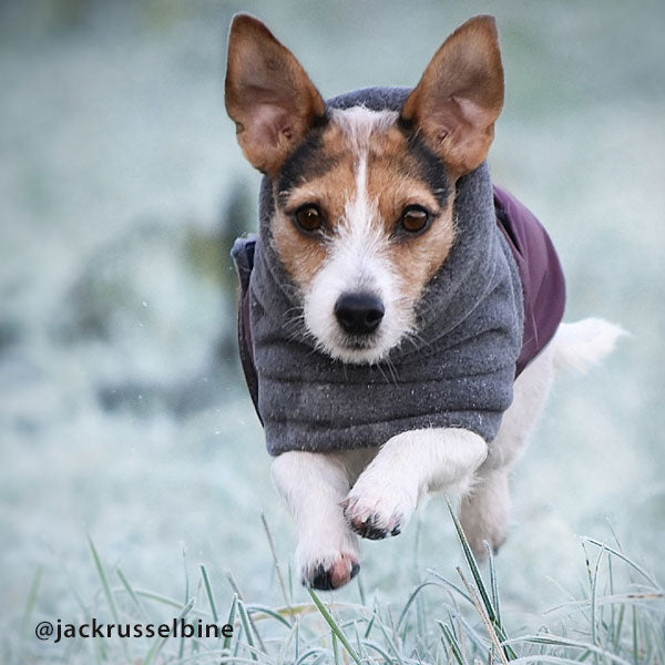 Jack russell sales jackets winter