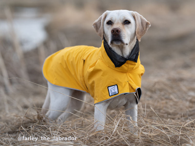 Labrador outfits shop