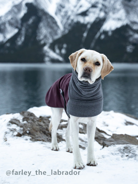 Labrador Retriever Jacket Voyagers K9 Apparel