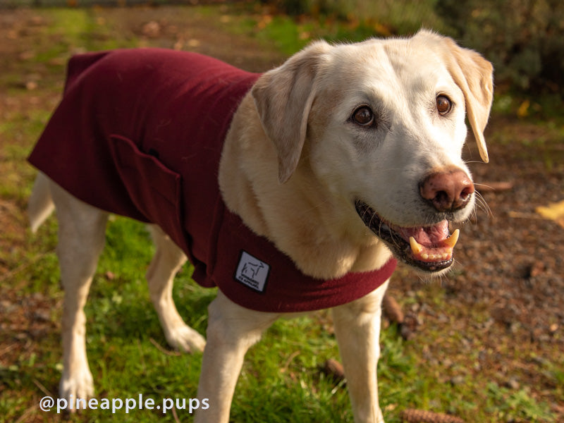 Labrador dog coats store uk