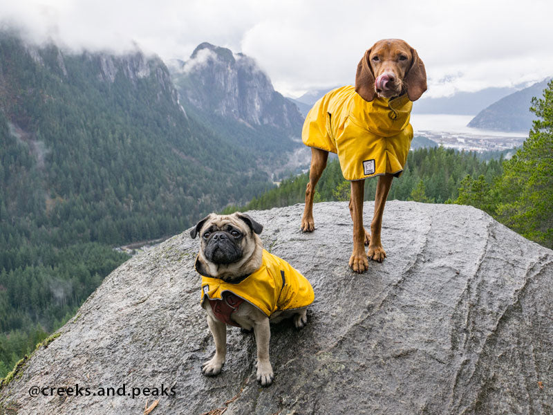 3 peaks best sale dog coats uk