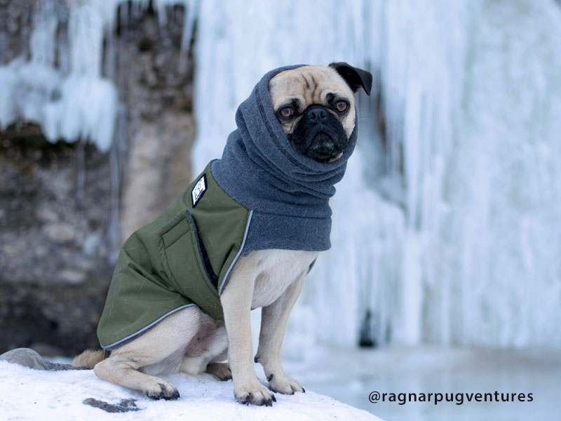 Pug Jacket Voyagers K9 Apparel