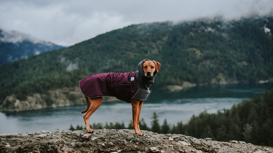 Voyagers k9 online apparel sale
