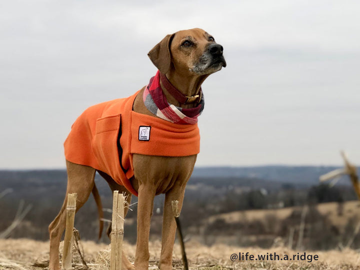 Coat for Rhodesian Ridgeback | Voyagers K9 Apparel