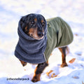 Miniature Dachshund trotting across snow: Voyagers K9 Apparel Winter Coat
