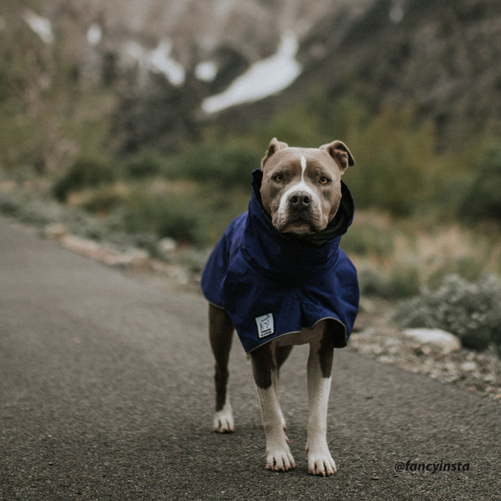 Voyagers K9 Apparel raincoat provides comfort and protection from the rain for this Boxer walking in the mountains.