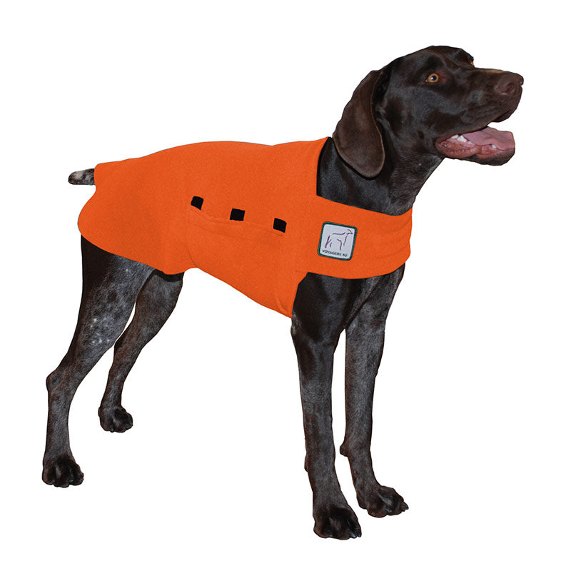 German Shorthaired Pointer Tummy Warmer