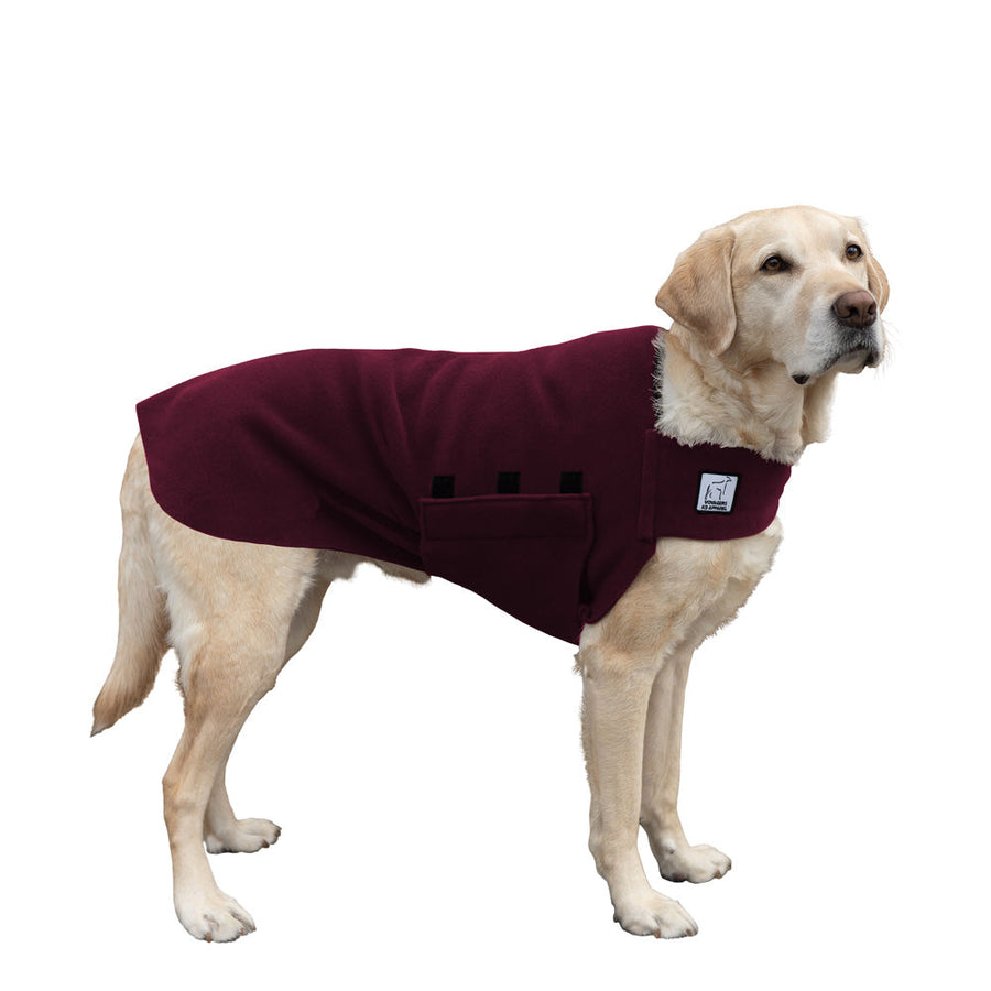 Labrador Retriever Tummy Warmer