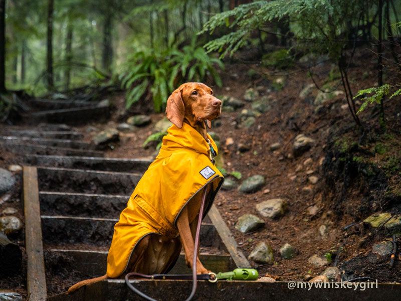 Vizsla raincoat sale