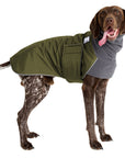 German Shorthaired Pointer Winter Coat (Olive) - Voyagers K9 Apparel