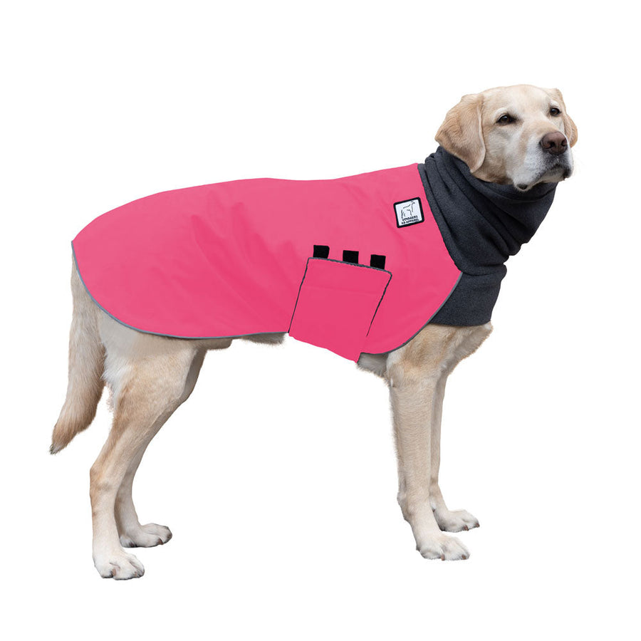 Labrador Retriever Winter Coat