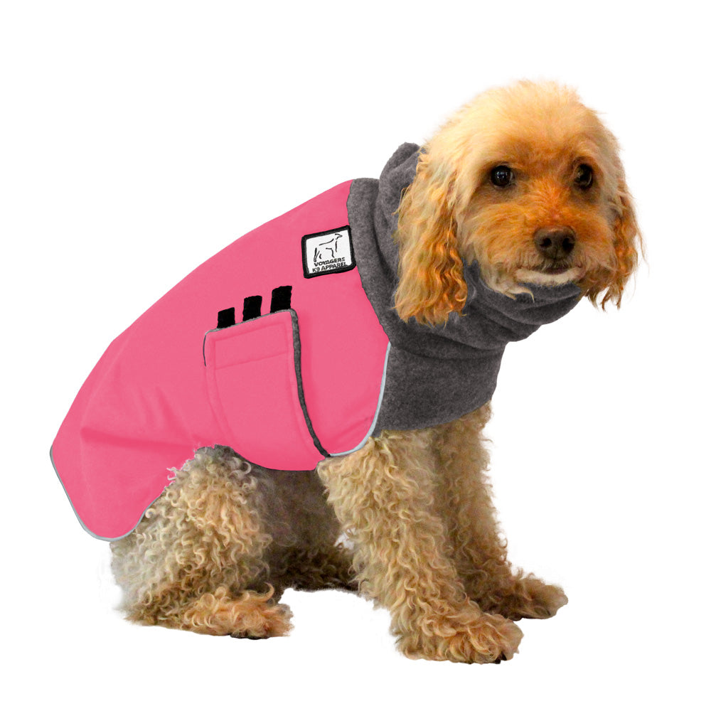 Miniature Poodle Winter Coat