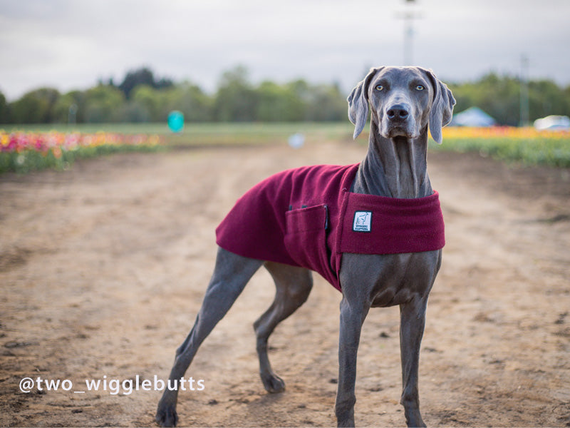 Weimaraner jacket hot sale