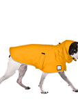 Rat Terrier Rain Coat (Yellow)- Voyagers K9 Apparel