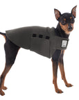 Miniature Pinscher Tummy Warmer (Nightfall) - Voyagers K9 Apparel Dog Gear