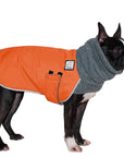 Boston  Terrier Winter Coat (Special Color Orange) - Voyagers K9 Apparel